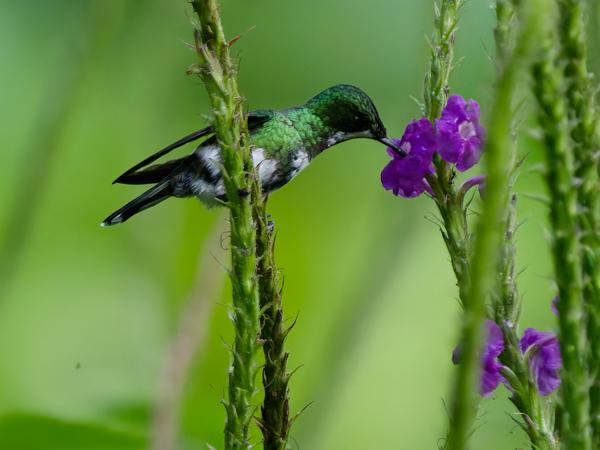 <h3><a href="/trips/costa-rica/biota/animalia/chordata/aves/033 apodiformes/004 trochilidae/discosura conversii/discosura conversii-nl.html">Discosura&nbsp;conversii</a> / Green&nbsp;thorntail / Groene&nbsp;draadkolibrie</h3>OM-1 Mark II met OLYMPUS M.150-400mm F4.5, 1/1250 sec  bij F4.5, ISO 10000, afstand 6.76&nbsp;m